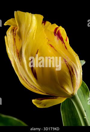 Blühende Tulpe La Courtine Paprot auf schwarzem Hintergrund Stockfoto