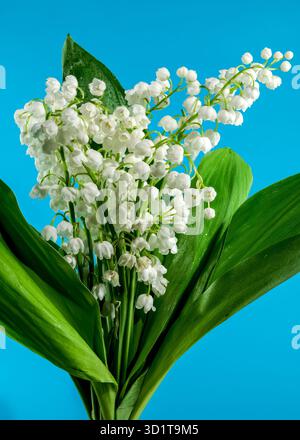 Blühende Lilie aus dem Tal blüht auf blauem Hintergrund Stockfoto