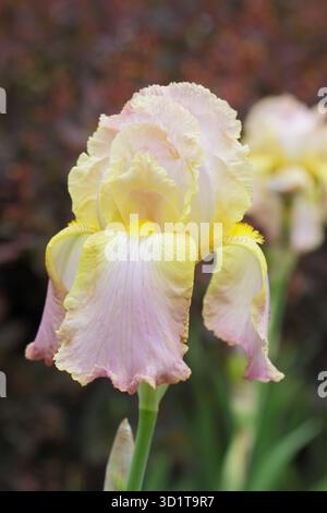 Hochbärtige Iris Chantilly, blassrosa Blüten im späten Frühling, Frühsommer Stockfoto