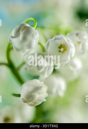 Blühende Lilie aus dem Tal blüht Stockfoto