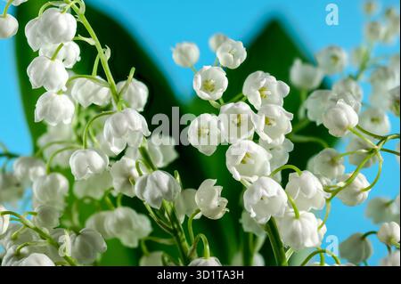 Blühende Lilie aus dem Tal blüht auf blauem Hintergrund Stockfoto