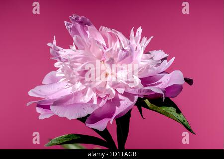 Blühende rosa Pfingstrose auf rosa Hintergrund Stockfoto