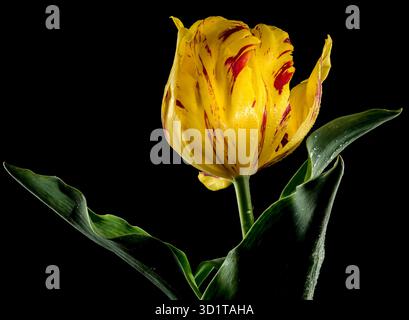 Blühende Tulpe La Courtine Paprot auf schwarzem Hintergrund Stockfoto