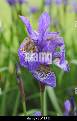 Sibirische Iris tropische Nacht. Iris sibirica tropische Nacht. Blaue Blüten mit gelben Markierungen. Stockfoto