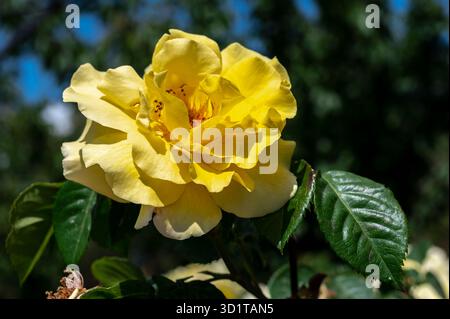 Blühende gelbe Rose auf grünem Blatthintergrund Stockfoto
