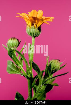 Orange Calendula officinalis auf rosa Hintergrund Stockfoto