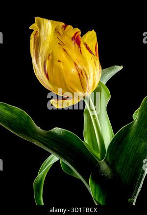 Blühende Tulpe La Courtine Paprot auf schwarzem Hintergrund Stockfoto