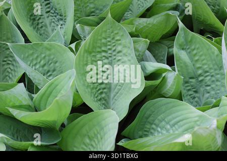Hosta-"Summe und Substanz"-Kochbananen-Lilien-krautige, mehrjährige glaukose Blätter Stockfoto
