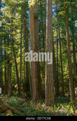 Alter Wald von Cathedral Grove, Macmillan Provincial Park, Vancouver Island, Kanada. Stockfoto