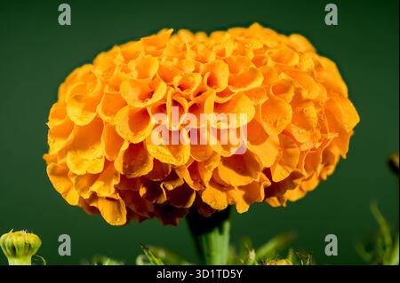 Blühende orange Tagetes auf grünem Hintergrund Stockfoto