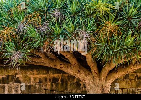 Die Sanitärbefestigung Lazareto de Maó (Krankenhaus Maó), Menorce, Spanien Stockfoto