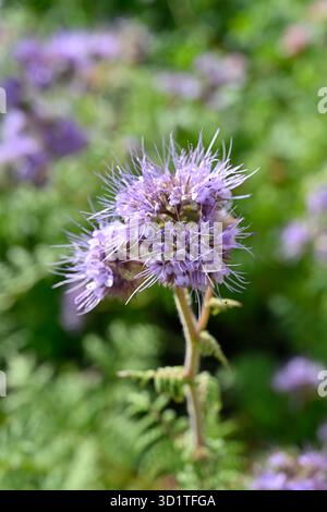 Flauschige hellviolette Herbstblumen von fiddleneck, Phacelia tanacetifolia UK Garden September Stockfoto
