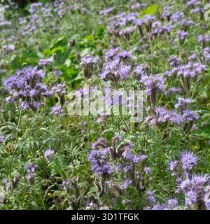Flauschige hellviolette Herbstblumen von fiddleneck, Phacelia tanacetifolia UK Garden September Stockfoto