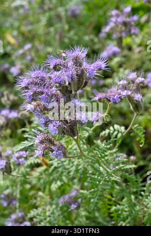 Flauschige hellviolette Herbstblumen von fiddleneck, Phacelia tanacetifolia UK Garden September Stockfoto