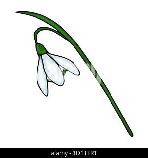 Zarte Vektorillustration einer einzelnen weißen Schneeglöckchenblume mit grünem Stamm und Blättern, isoliert auf einem weißen Hintergrund. Stock Vektor