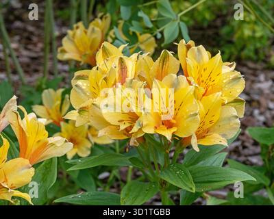 Wunderschöne Alstroemeria Blumen Summer Paradise Spring Valley Stockfoto