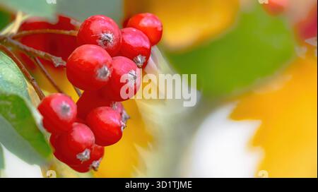 Leuchtend rote vogelbeeren auf einem Zweig in einem sonnigen Herbstgarten vor einem Hintergrund orange-grüner Blätter. Stockfoto