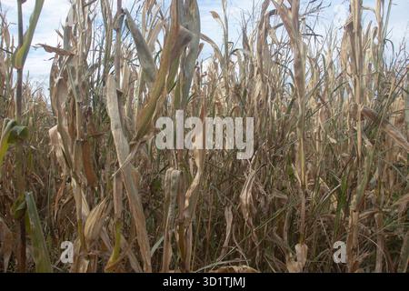 Ein Maisfeld in einem Obstgarten-Maislabyrinth mit Stielen und braunen Blättern. Stockfoto