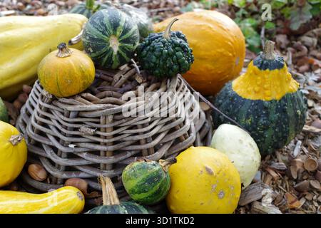 Umgedrehter Korb, umgeben von verschiedenen Kürbissen und Kürbissen in verschiedenen Formen, Größen und Farben, einschließlich grün, gelb, und Orange. Das A Stockfoto