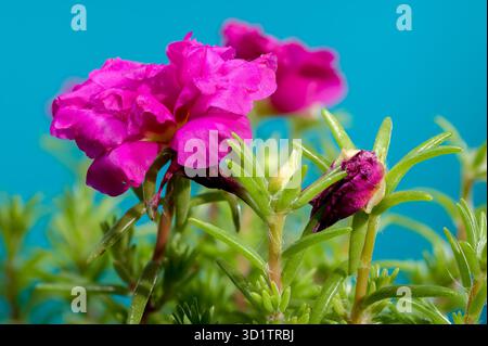 Blühende rote Portulaca grandiflora auf blauem Hintergrund Stockfoto