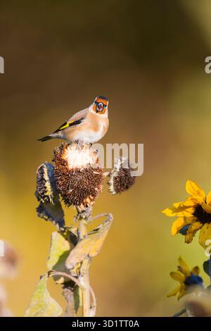 Europäischer Goldfink carduelis carduelis, Erwachsener auf Sonnenblumenkraut, Suffolk, England, Oktober Stockfoto