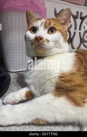 Eine rot-weiße Katze, die majestätisch auf dem Boden liegt. Die Pfoten sind vorne ausgestreckt. Ich schaue an der Kamera vorbei, nach oben. Nahaufnahme. Stockfoto
