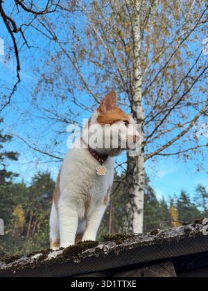 Eine rote und weiße Katze. Vor dem Hintergrund einer Herbstlandschaft und eines blauen Himmels. Im Hintergrund eine Birke mit verbleibenden gelben Blättern. Stockfoto