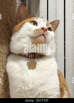 Eine rote und weiße Katze. Sitzt auf seinen Hinterbeinen in der Nähe eines Kratzpfahls. Ich schaue nach links. Ein Porträt der Katze in der Taille. Stockfoto