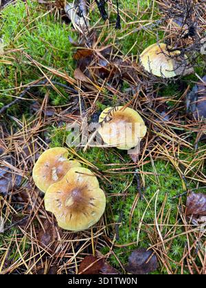 Grünkiefer-Tricholom. Eine Familie von Pilzen, die in grünem Moos zwischen umgefallenen Kiefernnadeln wachsen. Stockfoto