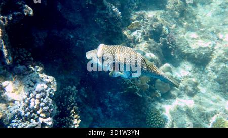 Weißgefleckter Kugelfisch über Korallenriff Stockfoto