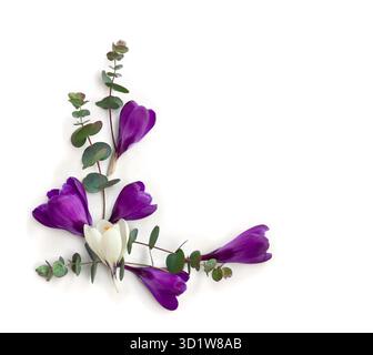 Violette und weiße Krokusse mit grünen Eukalyptusblättern und Zweigen auf weißem Hintergrund mit Platz für Text. Frühlingsblumen. Draufsicht, flach Stockfoto