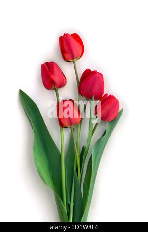 Strauß aus roten Blumen Tulpen auf weißem Hintergrund mit Platz für Text. Draufsicht, flach Stockfoto