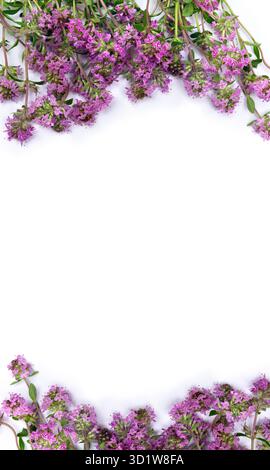 Violette Blüten Thymus vulgaris ( Thymian ) auf weißem Hintergrund mit Platz für Text. Draufsicht, flach Stockfoto