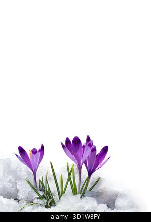 Frühling Schneeglöckchen Blumen violette Krokusse ( Crocus heuffelianus ) im Schnee auf weißem Hintergrund mit Platz für Text Stockfoto