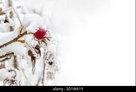 Zweige mit roten Früchten Hunderose, Briar ( Rosa rubiginosa, Rosenhüften ) in Raureif und im Schnee auf weißem Hintergrund mit Platz für Text Stockfoto