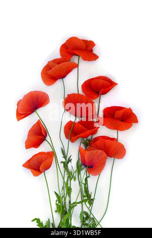 Blumen roter Mohn ( Maismohn, Maisrose, Feldmohn ) auf weißem Hintergrund mit Platz für Text. Draufsicht, flach Stockfoto