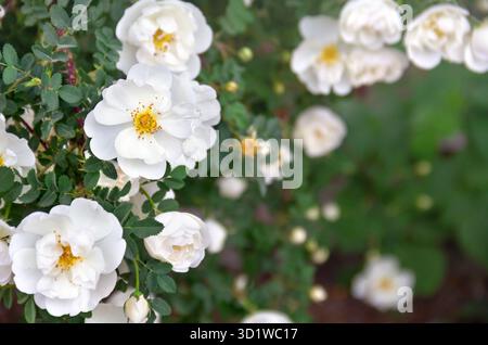 Blumen weiße Rosen im blühenden Garten im Sonnenlicht im Frühling Stockfoto
