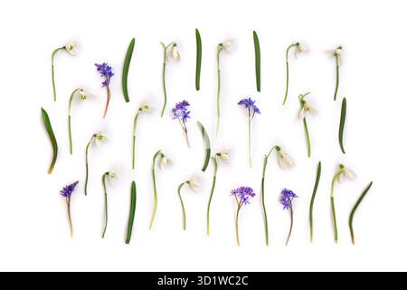 Wunderschöne weiße Schneeglöckchen Galanthus nivalis und blaue Scilla bifolia (Alpenschnürchen, zweiblättrige Schnürze) auf weißem Hintergrund. Draufsicht, flach Stockfoto
