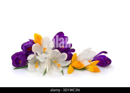 Violette, weiße, gelbe Krokusse auf weißem Hintergrund mit Platz für Text. Frühlingsblumen Stockfoto