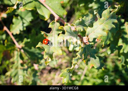 Marienkäfer auf dem Eichenlaub. Stockfoto