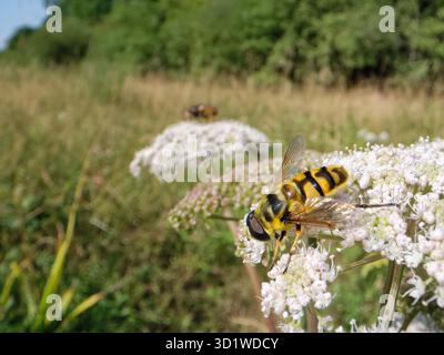 Batman hoverfly (Myathropa florea) Nektaring von einem Wild Angelica (Angelica sylvestris) Blumenkopf in einem feuchten Waldgebiet, Wiltshire, Großbritannien. Stockfoto