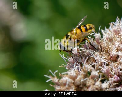 Batman hoverfly (Myathropa florea) Nektaring von einem Hanflandbau (Eupatorium cannabinum) Blumenkopf in einem Waldritt, Wiltshire, Großbritannien. Stockfoto