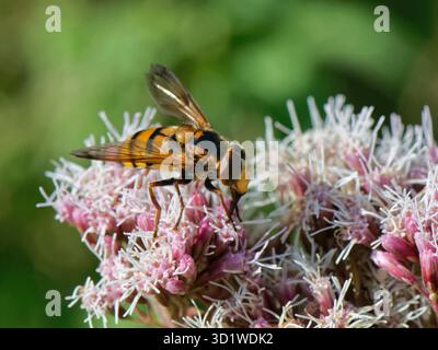 Kleine Hornet hoverfly (Volucella inanis), die auf Hanfpflanzen (Eupatorium cannabinum) in einer Waldfahrt, Wiltshire, Großbritannien, Nektaren. Stockfoto