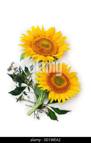 Blumen Sonnenblume ( Helianthus annuus ) mit Blättern auf weißem Hintergrund mit Platz für Text. Draufsicht, flach Stockfoto