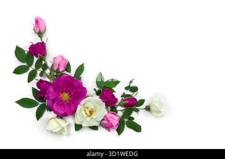 Rosafarbene und weiße Rosen (Strauchrose) auf weißem Hintergrund mit Platz für Text. Draufsicht, flach Stockfoto