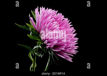 Blühende pinkfarbene Aster Lady Coral auf schwarzem Hintergrund Stockfoto