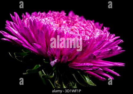 Blühende pinkfarbene Aster Lady Coral auf schwarzem Hintergrund Stockfoto