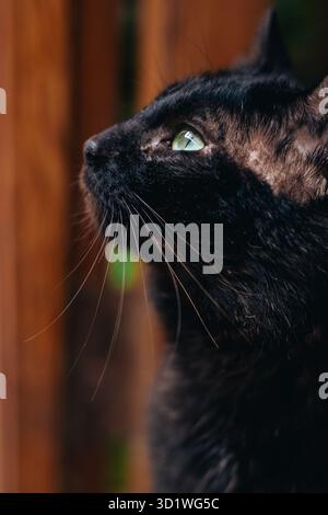 Gerettete schwarze Katze mit nach oben blickenden Narben, grüne Augen reflektieren das Licht in Innenräumen. Stockfoto