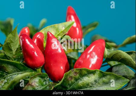 Rote Chili-Paprika auf blauem Hintergrund Stockfoto