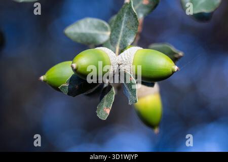 Nüsse aus grüner Eiche Stockfoto